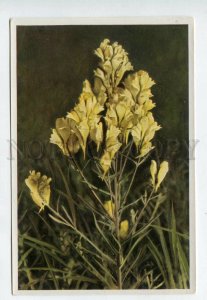 427991 Flower Linaria vulgaris Vintage Sammelwerk Tobacco Card w/ ADVERTISING