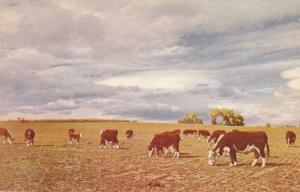 Hereford Cattle at Home on the Range