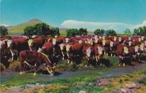 Nebraska Whiteface Cattle