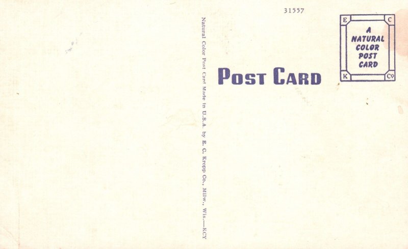 Vintage Postcard Rounding Up Cattle On Jack Rabbits In The West Animals