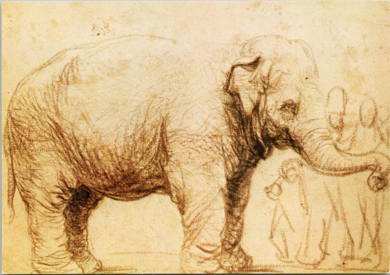 Elephant by Rembrandt Van Rijn Unused Postcard F20