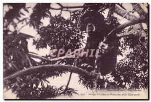 Old Postcard Afrique Occidentale Francaise Ua Chimpanzee Monkey Monkey