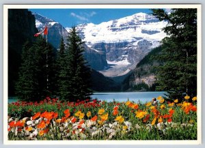 Poppies In Bloom Lake Louise Banff National Park Alberta Don Harmon Postcard