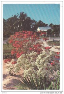 Colorful celebration of crimson Poinsettas and delicate ivory bush, Grand Cay...