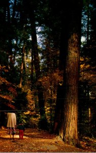 Pennsylvania Cook Forest State Park Giant White Pines
