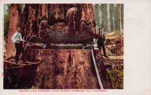 Lumberjacks Felling Large Redwood Tree Logging Eureka California 1905c postcard