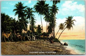 Coconut Palms Puerto Rico Beach Front View Postcard