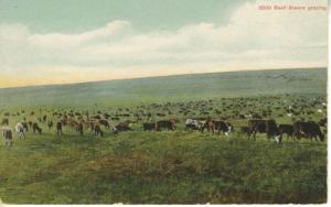 2500 Beef Steers Grazing Montana MT Cattle Cows Chas Morris Vintage Postcard E12