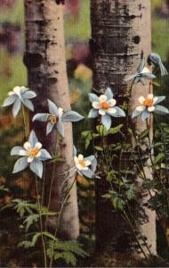 Colorado State Flower The Columbine Curteich