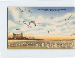 Postcard Sea Gulls on the World's Most Famous Beach, Daytona Beach, Florida