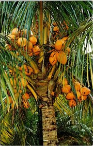 Close View Coconut Palm Trees Florida Tropical Citrus Fruit Postcard Unused UNP 