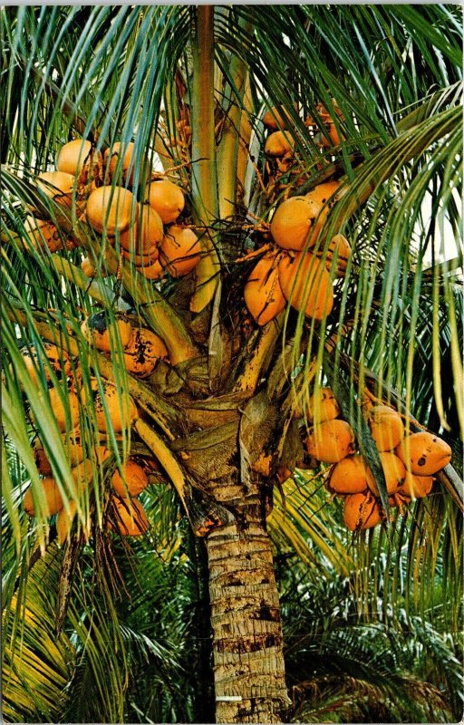 Close View Coconut Palm Trees Florida Tropical Citrus Fruit Postcard Unused UNP 