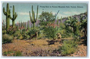 1946 Young Deer In Tucson Mountain Park Tucson Arizona AZ Vintage Postcard 