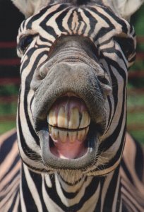 Zebra Two Faces In One Giant Mouth Comic German Animal Postcard