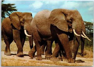 VINTAGE CONTINENTAL SIZED POSTCARD EAST AFRICAN ELEPHANTS UPU STAMPS SUDAN 1979