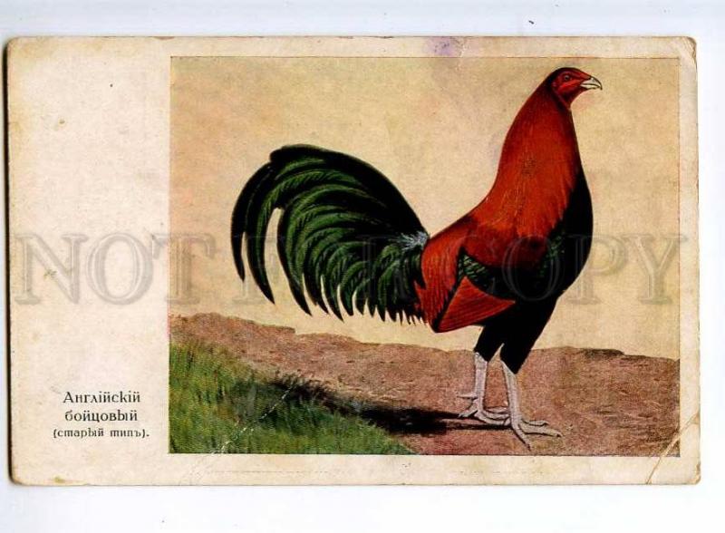 236103 English game-cock Vintage Russian LEVENSON postcard