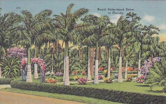 Royal Palm Lined Drive In Florida
