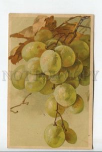462034 Catharina KLEIN Grapes Vintage postcard Wezel #428
