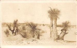 G56/ El Paso Texas RPPC Postcard c1920s Spanish Daggers Cactus