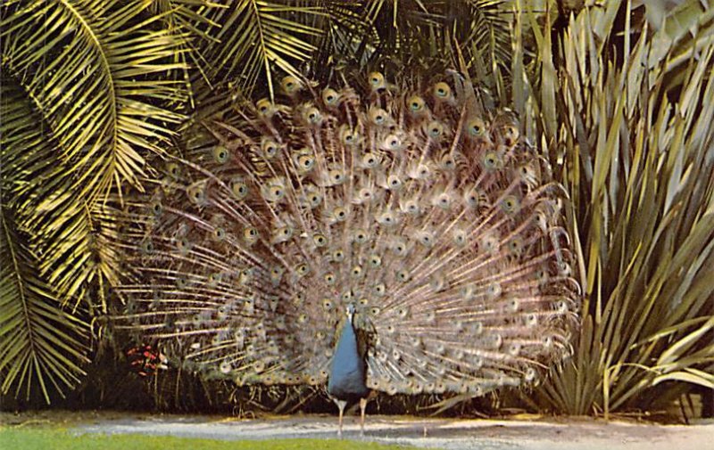 Peacock Bird Unused 