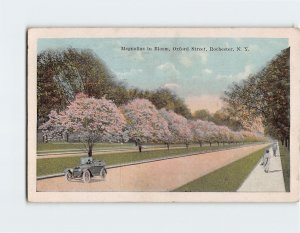 Postcard Magnolias in Bloom, Oxford Street, Rochester, New York