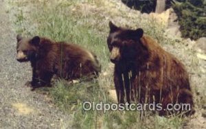 American Black Bear, Black and Brown Bear 1957 
