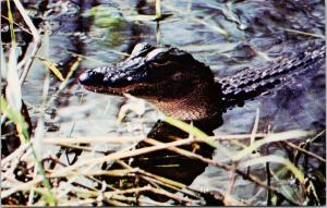 Friendly Alligator Florida Everglades National Park FL Unused Postcard F1