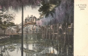 Vintage Postcard 1900's View Beautiful Wisteria Blossoms Japan JPN