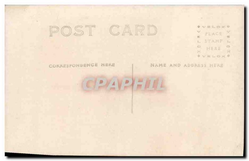 Old Postcard Cats Cat Kitten