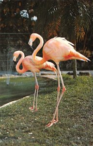 The colorful flamingos are a symbol for Florida Miami, Florida, USA Flamingos...