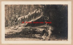 CA, Wawona, California, RPPC, Yosemite National Park, Fallen Monarch, Stagecoach