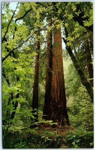 Postcard - Largest Redwood Tree, Muir Woods National Monument - Mill Valley, CA