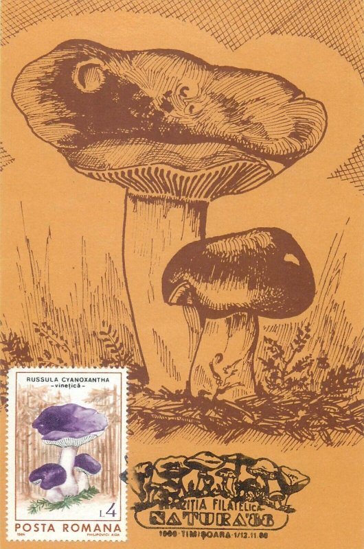 Romania set of 11 maximum cards 1988 mushrooms that can be eaten topic postcards 