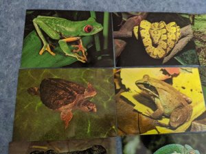 Lot 9 Unused Animals Frogs Turtles Snakes Postcrossing 4x6 MINT postcard L159