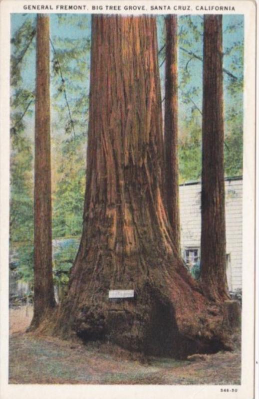 General Fremont Big Tree Grove Santa Cruz California Curteich