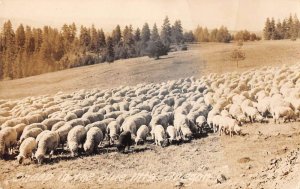 Oregon Sheep in the Blue Mountains Real Photo Vintage Postcard AA48666