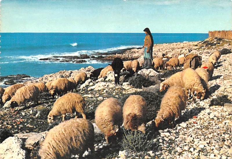 Shepherd, Lebanon Postcard, Carte Postale Shepard Shepherd Shepard