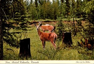 Canada British Columbia Native Deer