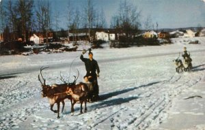 FAIRBANKS, AK Alaska  REINDEER TEAM & SLED On CHENA  c1950's Chrome Postcard