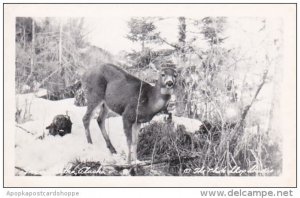 Alaska Sitka Deer In Wilderness Real Photo