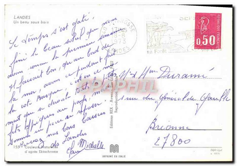 Postcard Modern Landes A beautiful undergrowth