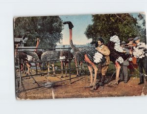 Postcard Gathering the Plumes, Cawston Ostrich Farm, South Pasadena, California