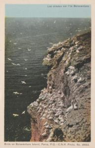 Birds on Bonaventure Island at Perce QC, Quebec, Canada - WB