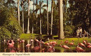 Flamingos Florida, USA Unused 