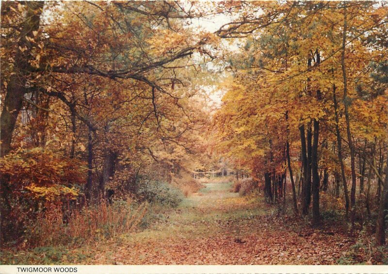 Post card England Twigmoor Woods autumn scenery