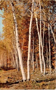 Elephant Mountain Camping Area, Bristol, Vermont, Addison County, Postcard