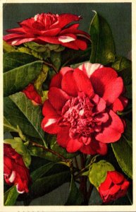 Flowers Beautiful Camelia 1961 Alfred Mainzer