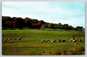 Farm~Cows In Field Pastoral Iowa In Springtime~Vintage Postcard