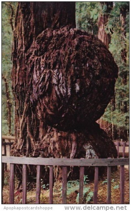 California Santa Cruz County Giant Burl Big Trees Park