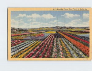 Postcard Beautiful Flower Seed Farms in California USA